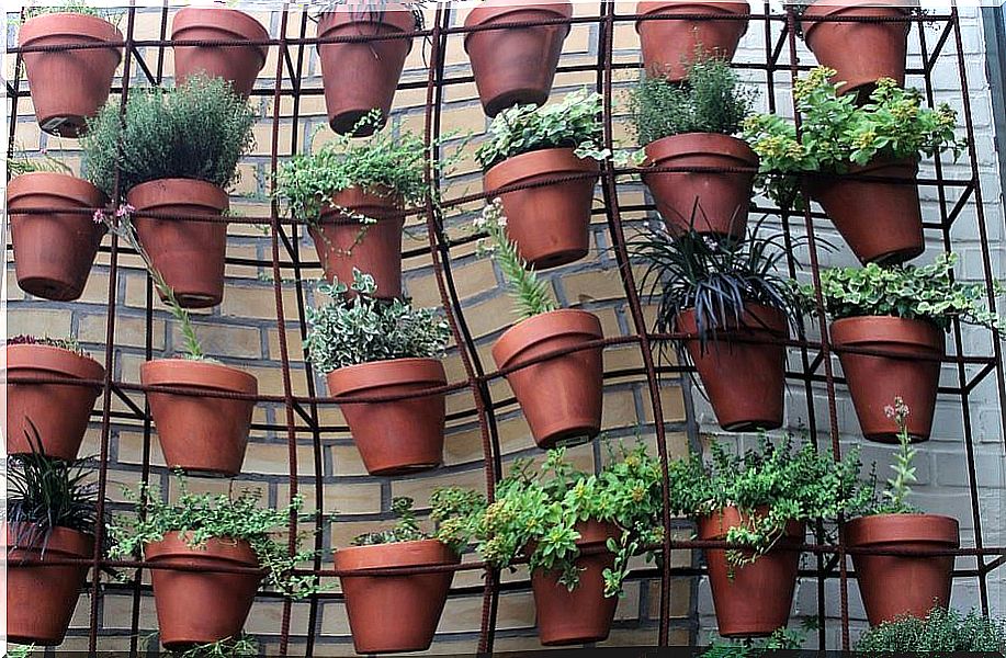 Potted plants hanging in the garden.