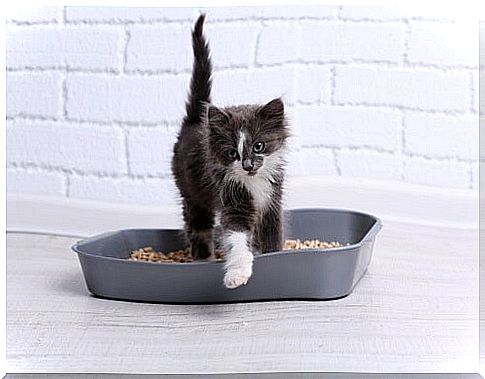 Litter box for cats.