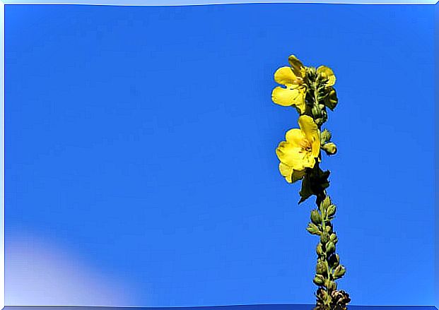 mullein flower