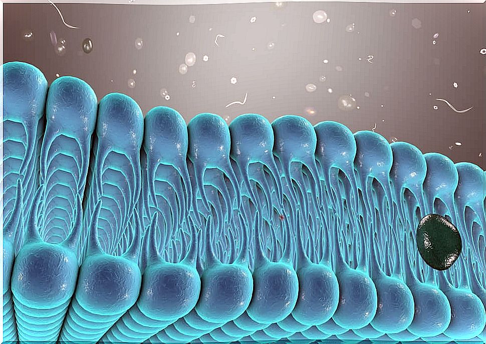 What are ion channels