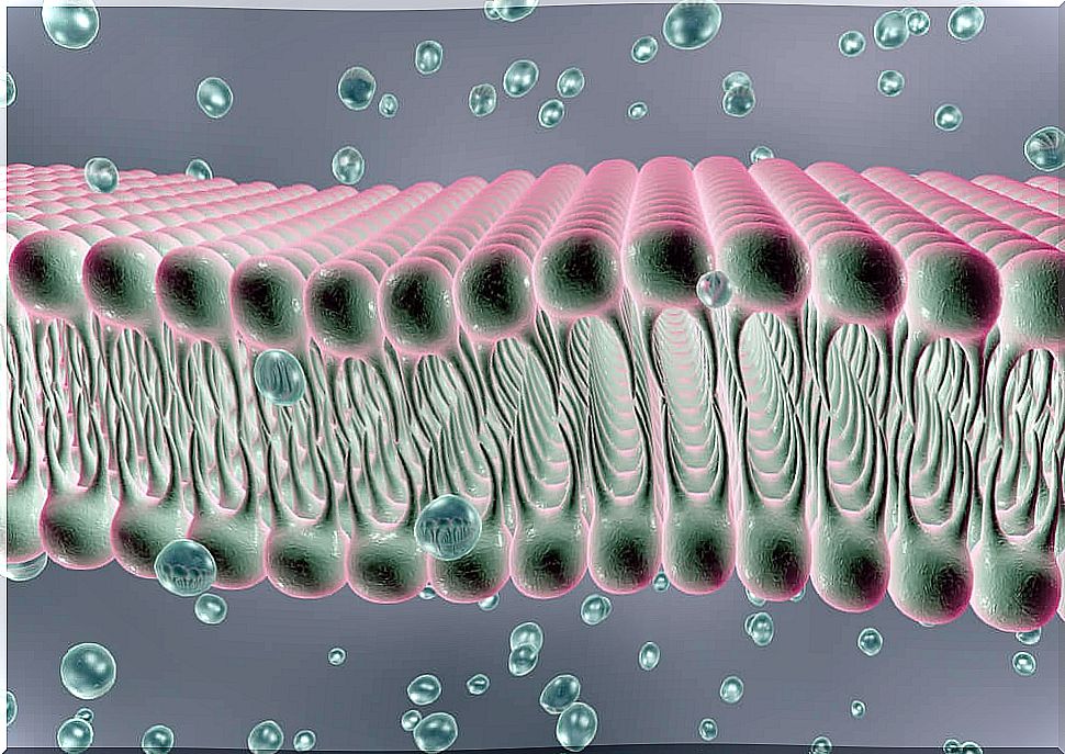 Types of ion channels in the body