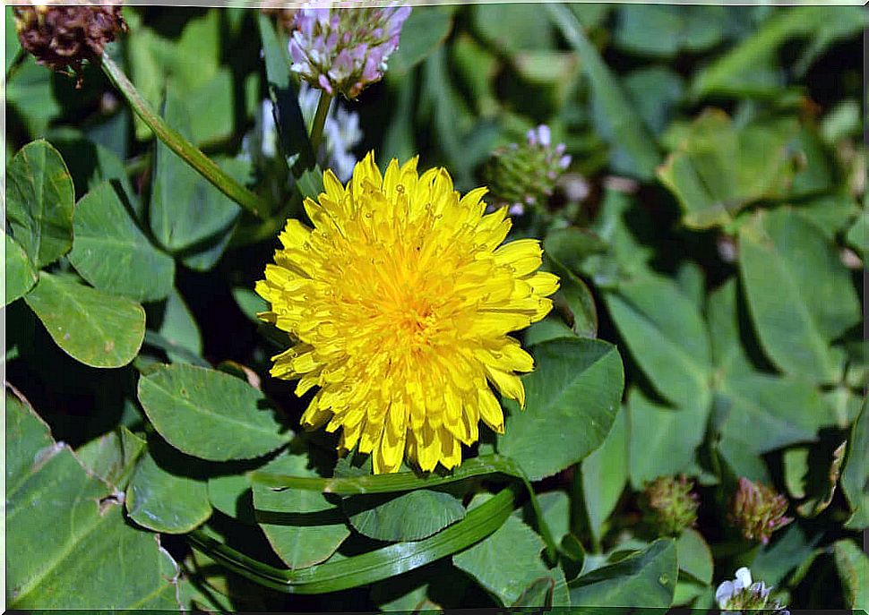 Dandelion and its side effects