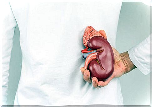 Kidney representation