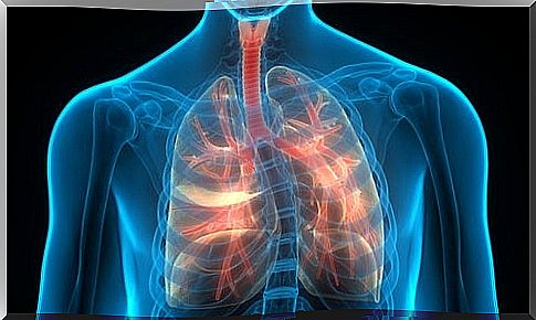 respiratory system