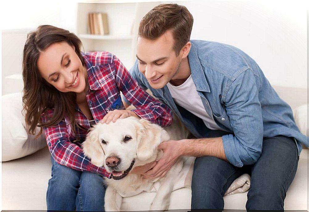 Couple stroking a dog