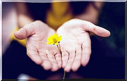 Palms showing a yellow flower.