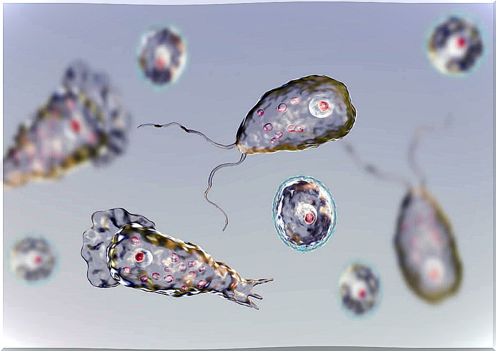 Naegleria fowleri