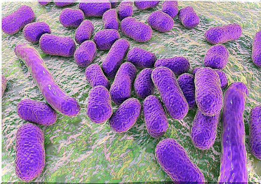 Bacteria