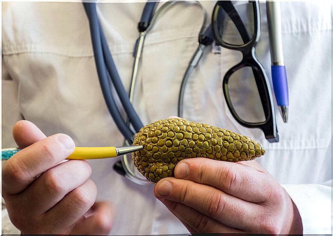 Doctor holds a model pancreas.